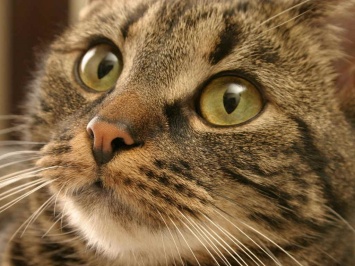 Избиение кота резиновой палкой обошлось киевскому "животному" в полгода отсидки
