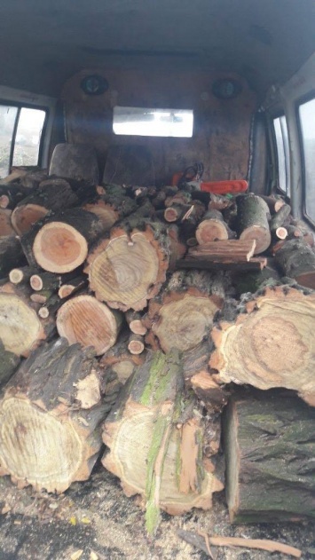 В запорожском селе незаконно вырубили леса почти на полмиллиона