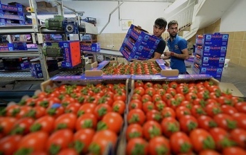 Турция возобновила поставки томатов в Россию