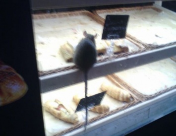 "Крыса домашняя, выглядит ухоженно": владелец нашумевшего киоска в Запорожье
