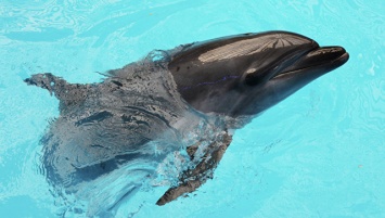 Ученые раскрыли загадку найденных на побережье Испании «надутых» дельфинов