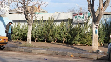 В Севастополе организуют 45 точек по продажам новогодних елок