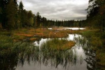 В Волынской области двое детей чуть не утонули в болоте