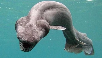 У берегов Португалии выловили доисторическую акулу