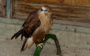 На Днепропетровщине обнаружили редкую птицу
