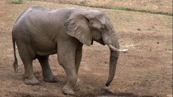 В Замбии слон убил туристов