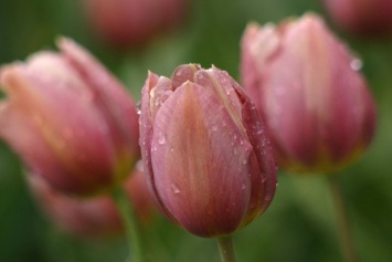 Тюльпаны - выращивание весенних цветов своими силами на участке или дома