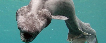 Ученые обнаружили очень редкую доисторическую акулу