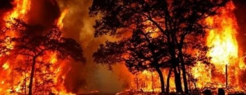 В этом году леса Полтавщины горели чаще, чем за последние 10 лет