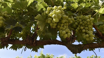 "Массандра" на 1,5 тыс тонн перевыполнила план по сбору винограда