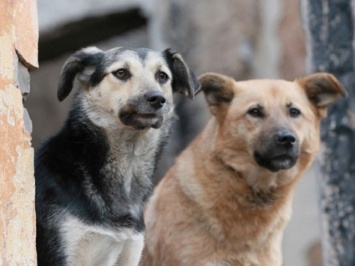 В Сумах на Миргородской отравили собак (+видео)