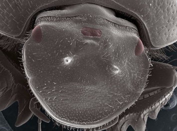 Ученые вырастили третий глаз жуку