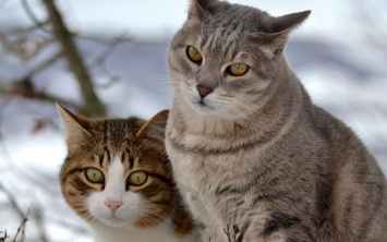 Усыновить кота - приход интернет-мема "котики" в вашу жизнь