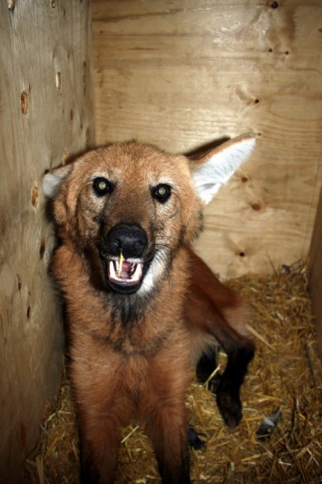 В Николаевском зоопарке поселился немецкий волк Клаус