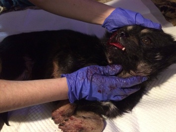В центре Запорожья сбили собаку в ошейнике: волонтер ищет владельцев