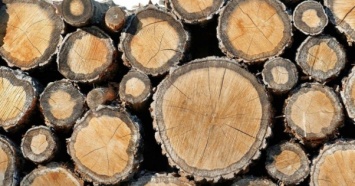 Мораторий во благо. Шведы открыли деревообрабатывающий завод за 25 млн евро