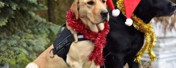 Собаки-полицейские в Мариуполе нарядили новогодние костюмы (ФОТО)