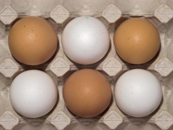 Употребление куриных яиц помогает младенцам развивать мозг