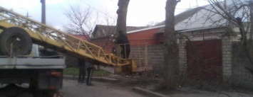 В Николаеве продолжается санитарная обрезка деревьев, - ФОТО