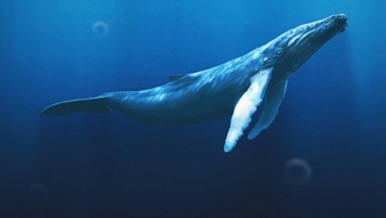 Ныряльщики-рекордсмены: как киты выживают на большой глубине