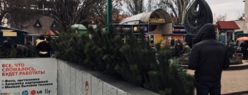 В Херсоне процветает нелегальная торговля елками. Полиция бездействует