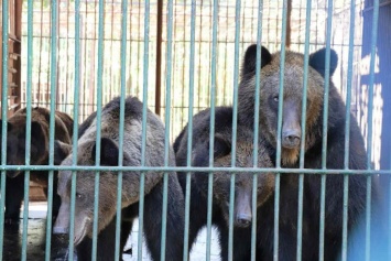 Херсонских медведей в Нацпарке "Галицкий" тоже поздравят с Рождеством