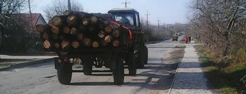 На Херсонщине продолжают уничтожать леса
