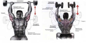 Дельтовидные мышцы. Упражнения с анатомией