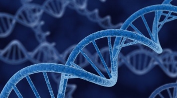 Сети ДНК могут вызывать закупорку кровеносных сосудов