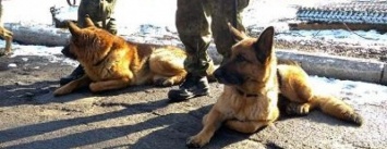 На Новый год безопасность жителей Донетчины будут охранять служебные собаки из 8 областей