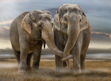 Ученые нашли безопасный способ защитить деревья от слонов