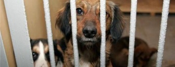 В Бахмуте защитники животных планируют перевезти клетки с собаками в здание горсовета