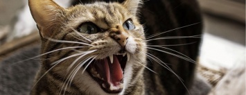 В Запорожской области кот укусил хозяйку: нашли бешенство