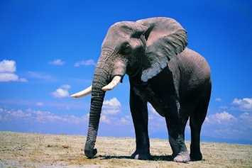Из-за неадекватных туристов в Таиланде слон затоптал гида