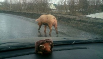 В Киевской области свинья прыгнула с крыши грузовика и убежала (Видео)