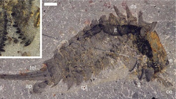 Ученые нашли в Канаде останки доисторического кузена "Чужого"