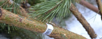 Сумчан призывают покупать елки только с чипами и только в официальных местах продажи