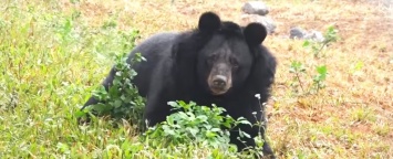 Зоозащитники освободили медведицу из 10-летнего плена