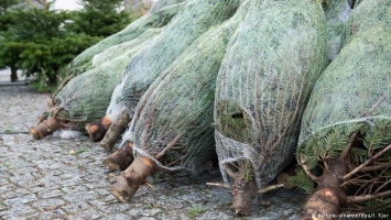 Немецкие эксперты: Как правильно ухаживать за елкой