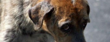 На Николаевщине спасатели вытащили собаку из восьмиметрового колодца, -ФОТО