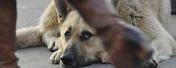 В Херсоне отловили бездомных собак