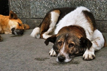 «Я их ем, чтобы выжить»: в Черкасской области появился жестокий собакоед (Видео)