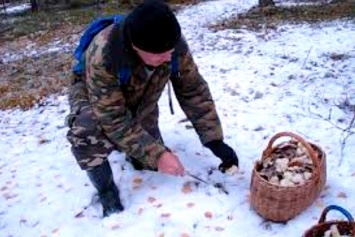 В Никополе грибы собирают из-под снега