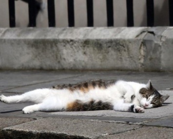 Канцелярия премьера Британии 40 раз вызвала борцов с вредителями за ленивого кота