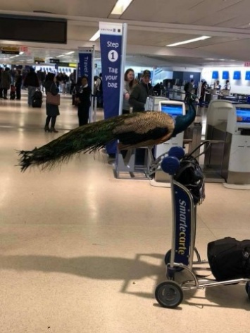 В США пассажирка заявилась на авиарейс с павлином (фото)