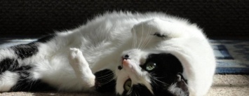 В Одессе кошка прыгнула с верхушки тополя вниз, когда за ней лезли, и не погибла (ФОТО)