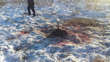 Под Житомиром браконьеры убили двух краснокнижных лосей и разделали их туши на скорую руку