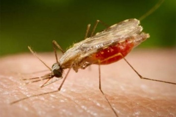 В Херсоне объявилась малярия
