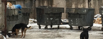 В Кривом Роге за мусорными баками обнаружили труп бездомного (ФОТО 18+)