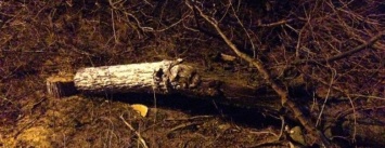 Около виллы Галантерника спилили полтора десятка живых деревьев (ФОТО)